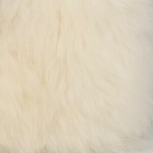 Schaap